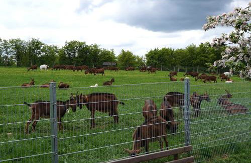 Ferienhaus am Wald - Einzelstandort mit Wallbox - Foto 23