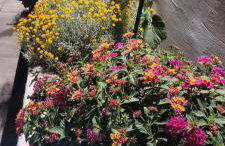 Villa Pero & Jele - Foto 50