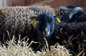 Ferienhof Hirsch - Foto 30