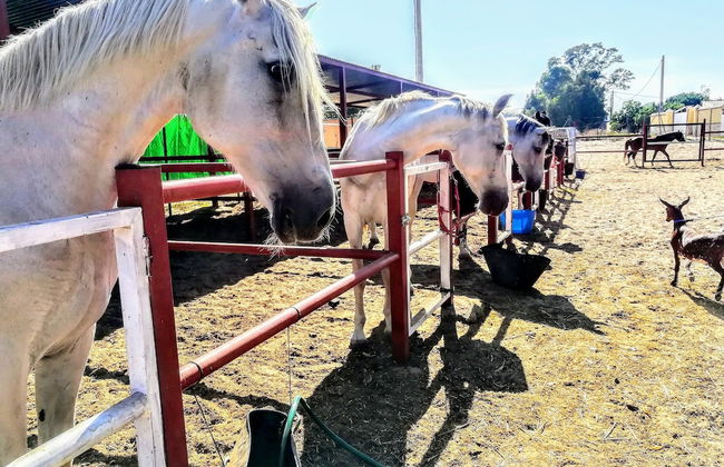 Bungalow de texas - Foto 7