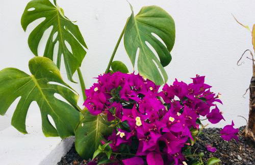 The Little White House, Suite Flower Beach 9 - Foto 29