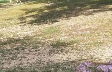 Buffalo River Lodge St Joe AR - Foto 36