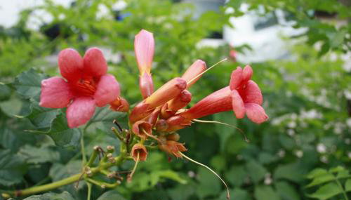 Toni i Kristina - Foto 3