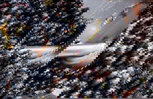 Visita a Eme Bodegas - Foto 7