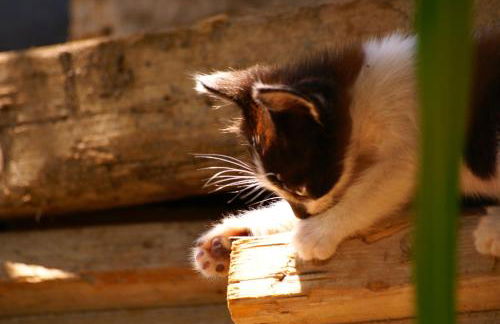 Torre Bella Gardens - Foto 62