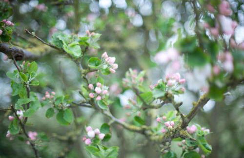Tede Warft Freistehend am Deich mit Sauna - Foto 37