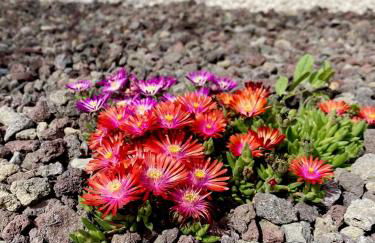 Villa Belvedere di Altavilla with Pool and Near The Sea - Foto 33