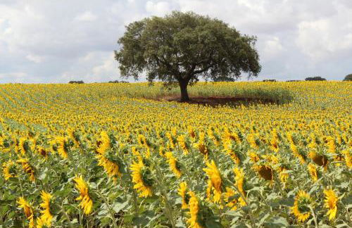 Casa do Roxo - Eco Design Country House - Foto 35