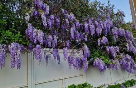 Abina-Eugene - Foto 29