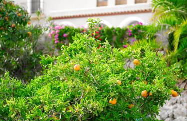 Agroturisme Can Planells - Foto 48