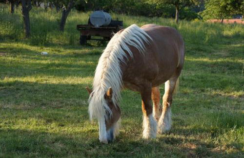 L'Horizon du Vignoble - Foto 12