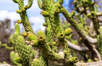 Finca Mamaflo - Foto 6