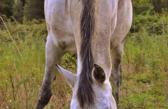 Mas Els Terrats - Foto 43