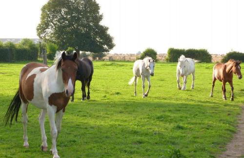 Gîte et Relais Equestre de Marie - Foto 59