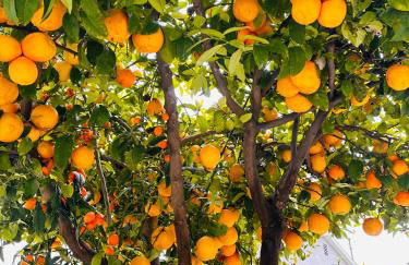 Los Angeles Gem - Foto 37