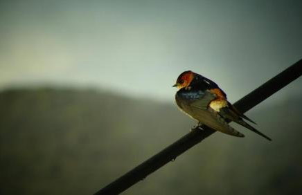 Βίτσα Πετρόκτιστο Αρχοντικό "Ιόλη" με θέα Ζαγόρι - Foto 72