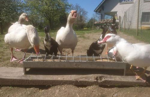 Ostseeblick im Andersenhof - Photo 18