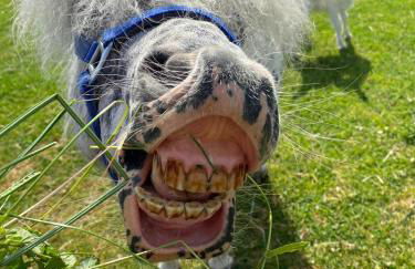 Ferienwohnung Heimatliebe - Photo 35