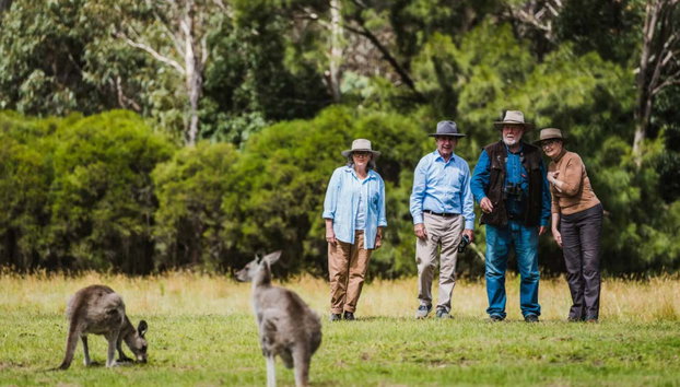 Canberra Wildlife Watching Tour - Photo 2, Check out the wallabies!