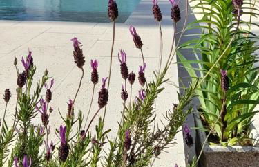 Monte das Rolas - A Serenidade mora Aqui! - Foto 12