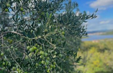 House Radojka - Foto 33