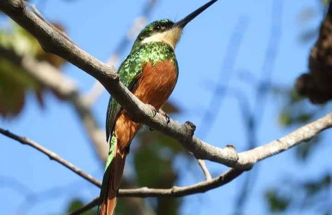 Minca Bird Watching Tour - Photo 3