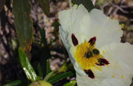 O Palheiro - Vista Panorâmica e Jacuzzi - Foto 59