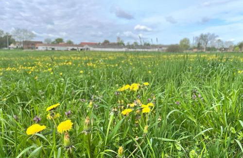 Kranichrast - Photo 21