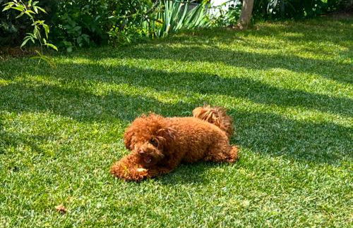 Villa Diamante del Garda & Spa - Foto 41