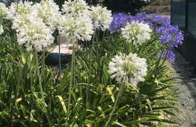 Aires Orchard Holiday Apartment - Foto 20