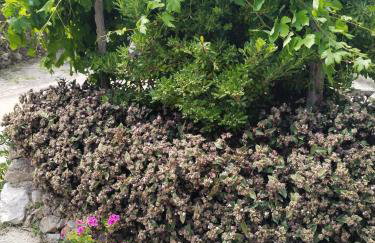 Apartments Nevija - Foto 31