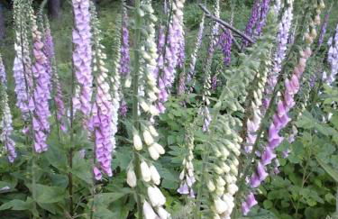 Ferienwohnungen Blum - Foto 37