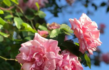 Four Seasons Cottage - in the Cotswolds - Foto 7