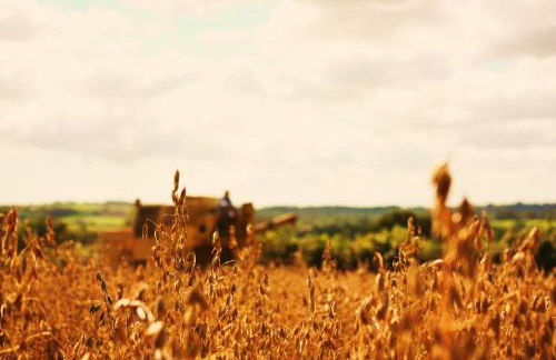David's Organic Farm Wales - Foto 17