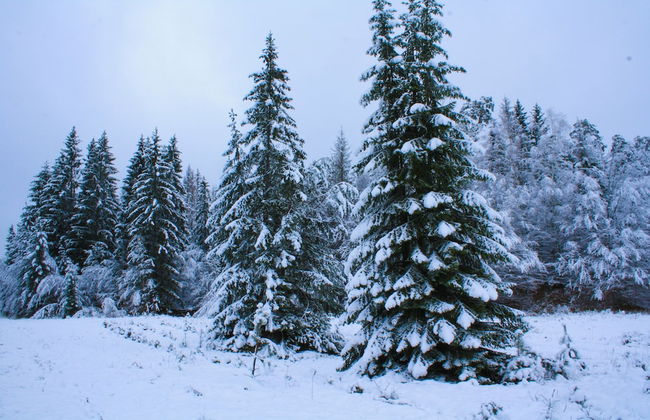 Agrousadba Pushchanskiy Ugolok - Foto 10