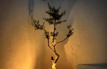 Mouradia Safara - Foto 37