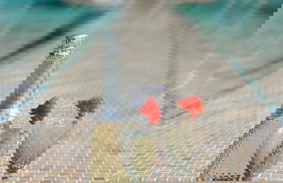 The Palm Star Ibiza - Adults Only - Foto 16