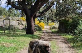 Alto do Sobreiro - Foto 34