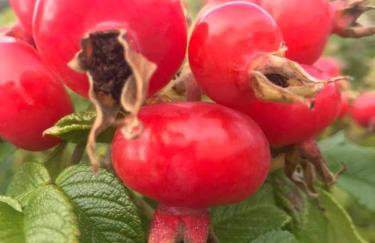 Apartament Różane Wzgórze - Foto 46