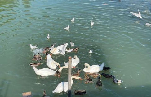 New! Houseboat Nautigal - Photo 6