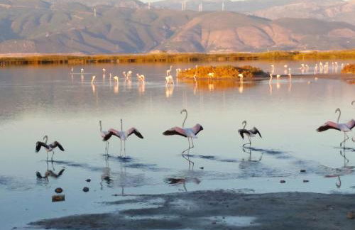 Secret Garden Τemeni - Foto 40