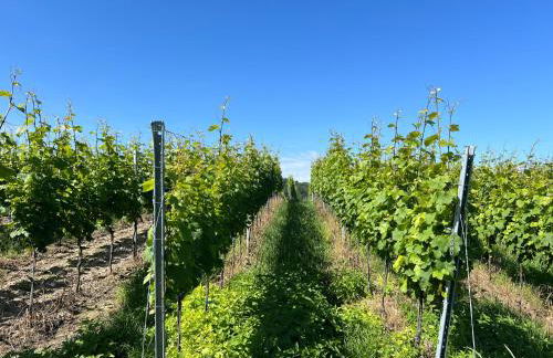 La Maison Kaiserstuhl mit Sauna - Foto 35