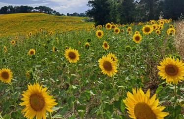 B&B Le Scintille - Foto 48