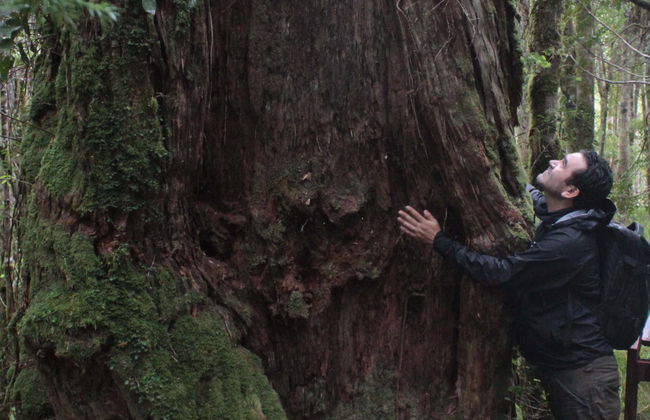 Alerce Costero National Park Day Trip - Photo 1