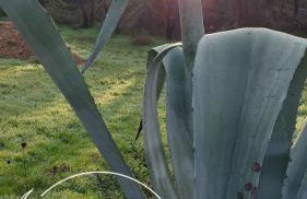 Ninho Bico-de-Lacre ~ o paraíso é a/na Terra - Foto 40