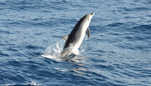 Morro Jable Dolphin & Whale Watching Trip - Foto 5