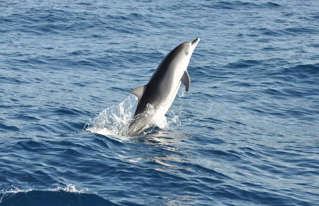 Morro Jable Dolphin & Whale Watching Trip - Foto 5