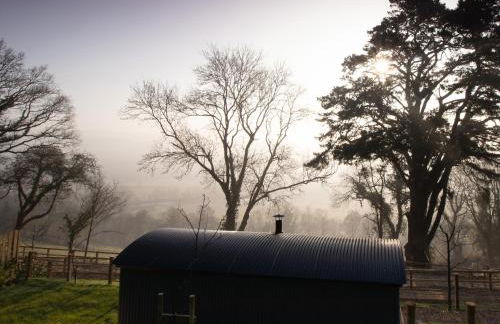 Little Silver Fox - Foto 22