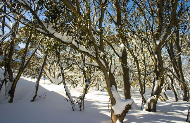 Hotham Sun Apartments - Photo 17