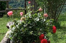 Agriturismo La Terrazza su Farfa - Foto 57